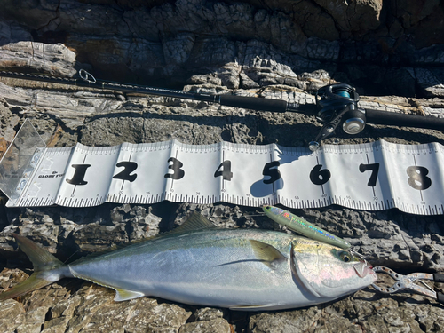 メジロの釣果