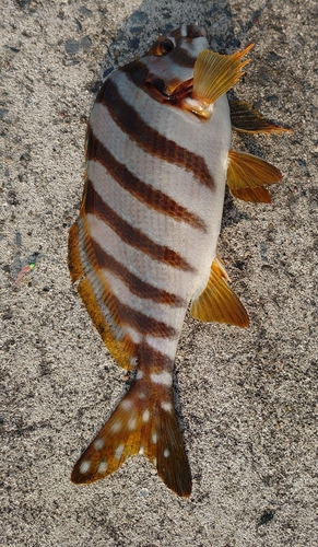 タカノハダイの釣果