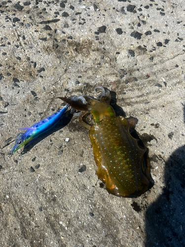 アオリイカの釣果