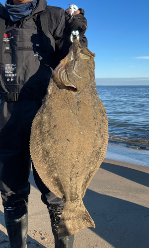 ヒラメの釣果