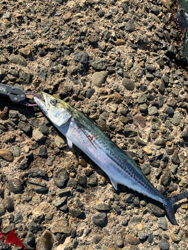 サゴシの釣果