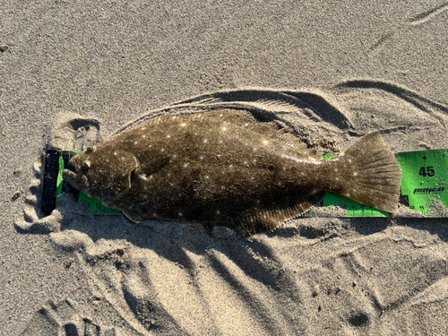 ヒラメの釣果