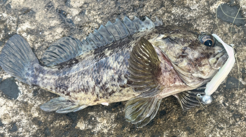 ムラソイの釣果