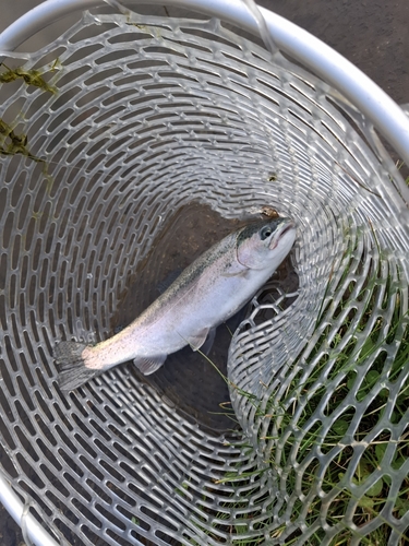 ニジマスの釣果