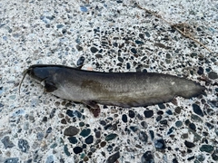 ナマズの釣果