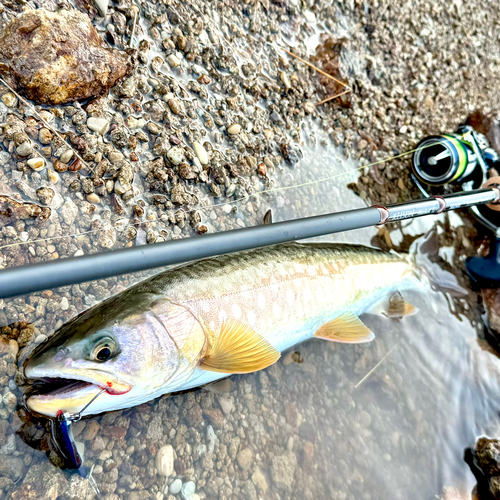 アメマスの釣果