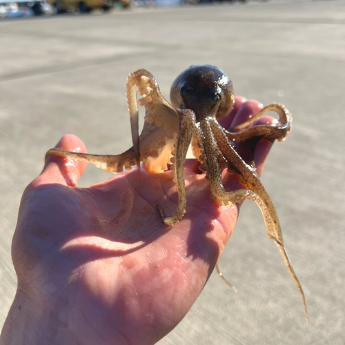 タコの釣果