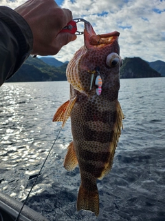 オオモンハタの釣果