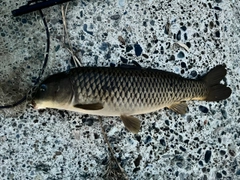 コイの釣果