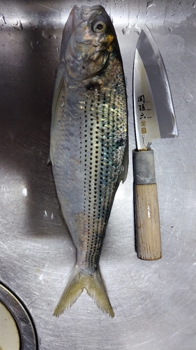 コノシロの釣果