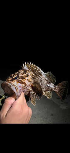 ムラソイの釣果