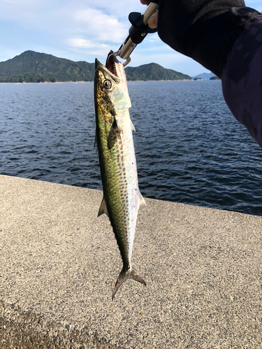 サゴシの釣果