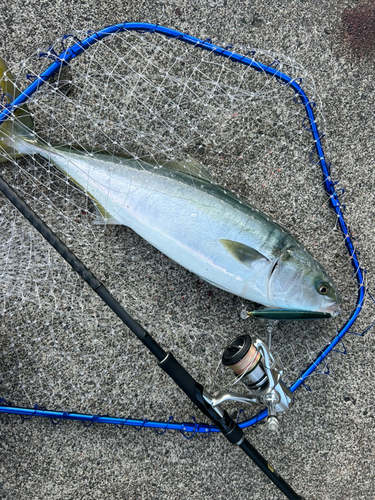 イナダの釣果