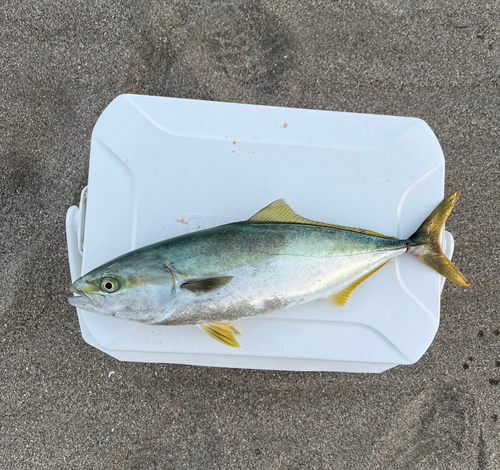 イナダの釣果