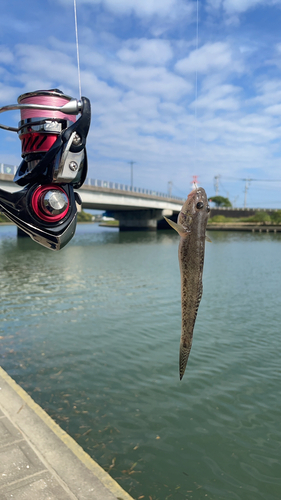 マハゼの釣果