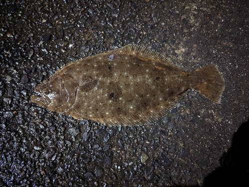 ヒラメの釣果