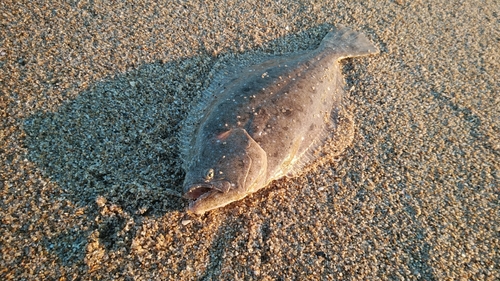 ソゲの釣果