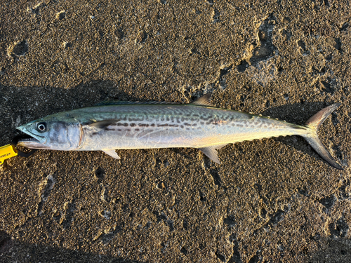 サゴシの釣果