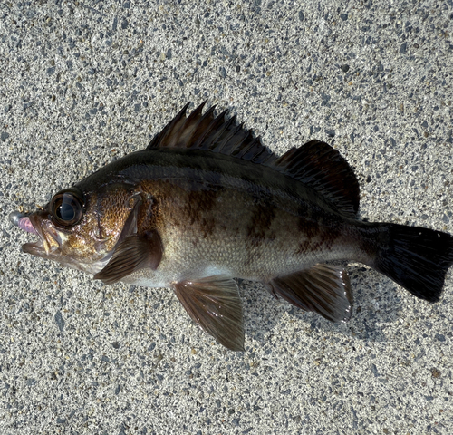 メバルの釣果