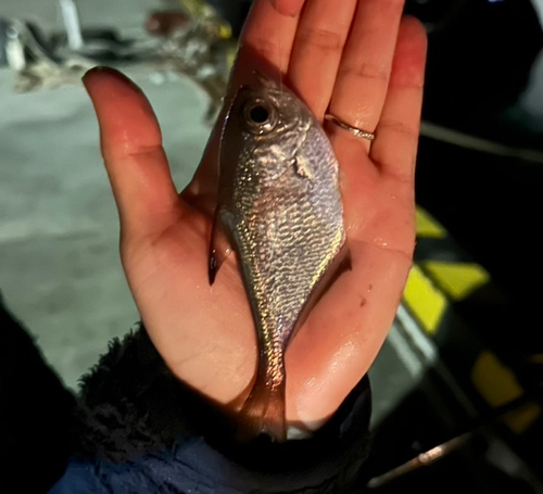 ハタンポの釣果