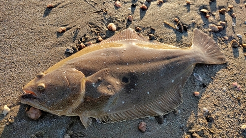 ヒラメの釣果