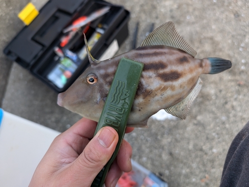 ウマヅラハギの釣果