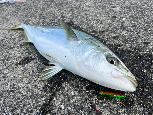 ハマチの釣果