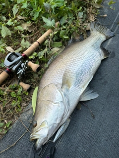 バラマンディの釣果