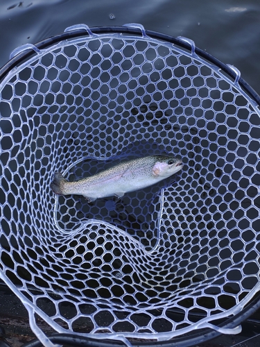 ニジマスの釣果