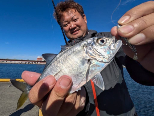 メッキの釣果