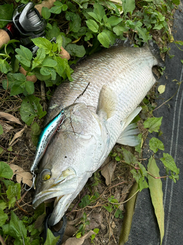 バラマンディの釣果