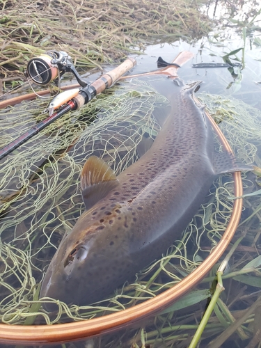 ブラウントラウトの釣果