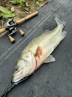 タイリクスズキの釣果