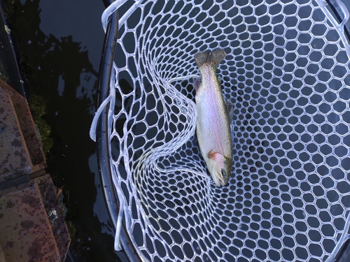 ニジマスの釣果