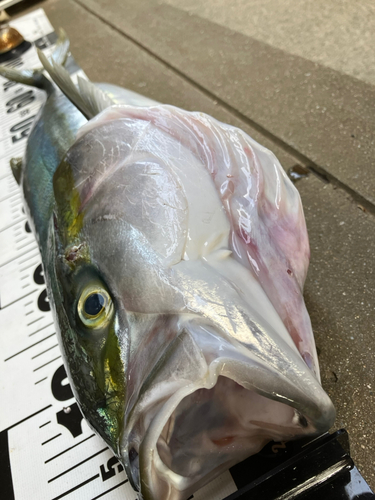 ヤズの釣果