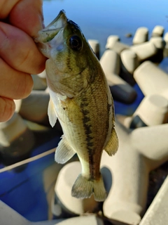 ラージマウスバスの釣果