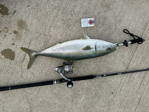 ワラサの釣果