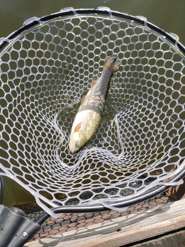 ニジマスの釣果