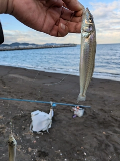 キスの釣果