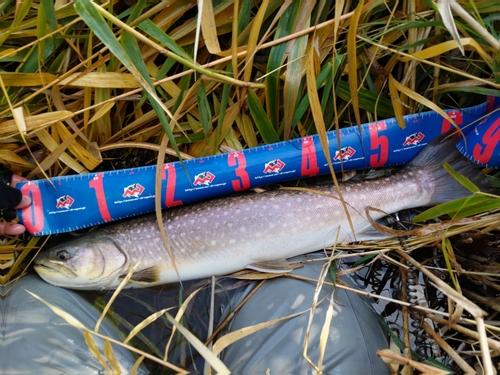 アメマスの釣果