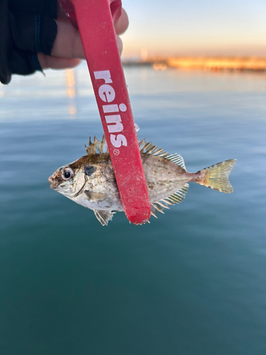 アイゴの釣果