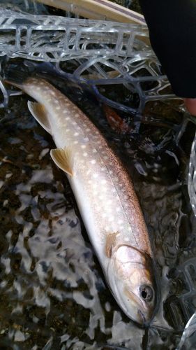 アメマスの釣果