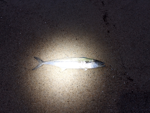 サゴシの釣果