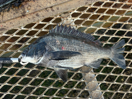 クロダイの釣果