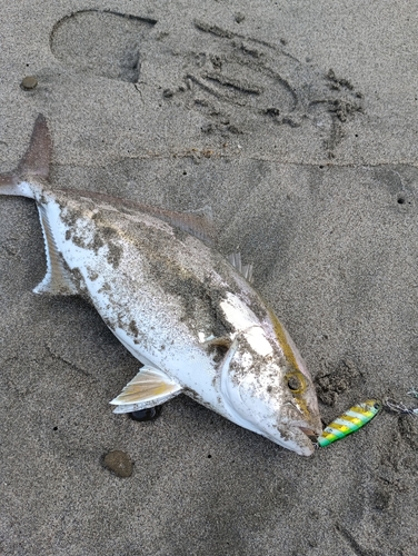 ショゴの釣果