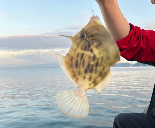 アイゴの釣果