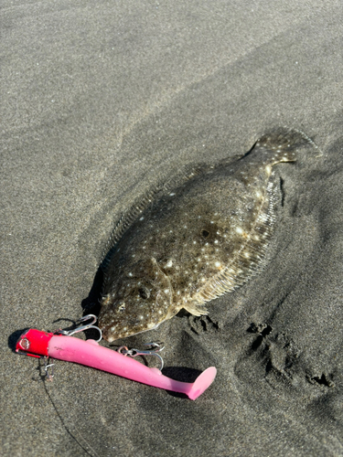 ソゲの釣果