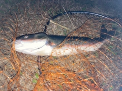 マルタウグイの釣果