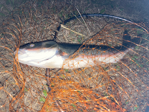 マルタウグイの釣果