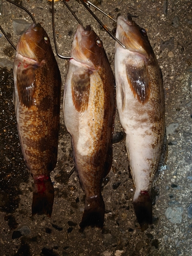 アイナメの釣果